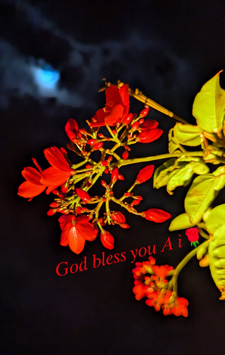 沖縄県石垣島が綺麗すぎてカメラだめになり動画配信出来なくてぴえん朝ドラばけばけ天国です🏝️フサキビーチリゾートホテル＆ヴィラズで南十字星を観ながらビーチを朝ランしています😊笑顔溢れる素敵な1日になりますように🌈月といちばん桜（水上恒司綱啓永BE:FIRSTJUNONBTSさんのさくら） #イマソラ