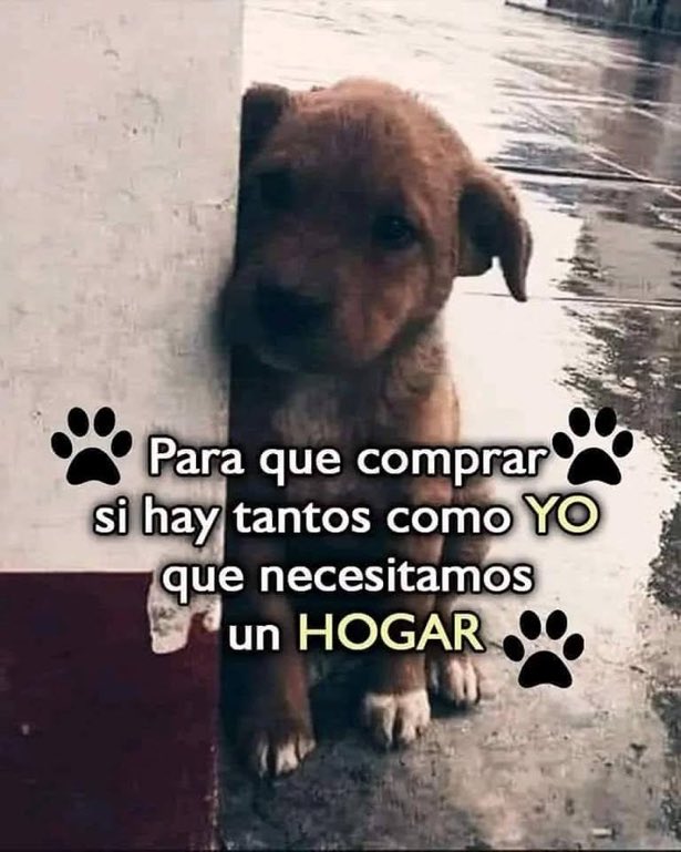 Lizbeth Quiñonez (@lquino47372) on Twitter photo 