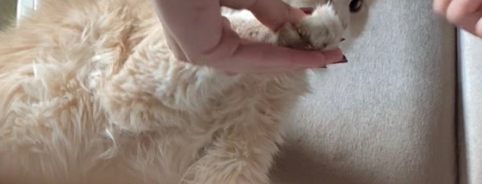 ᷂نجد tweet media