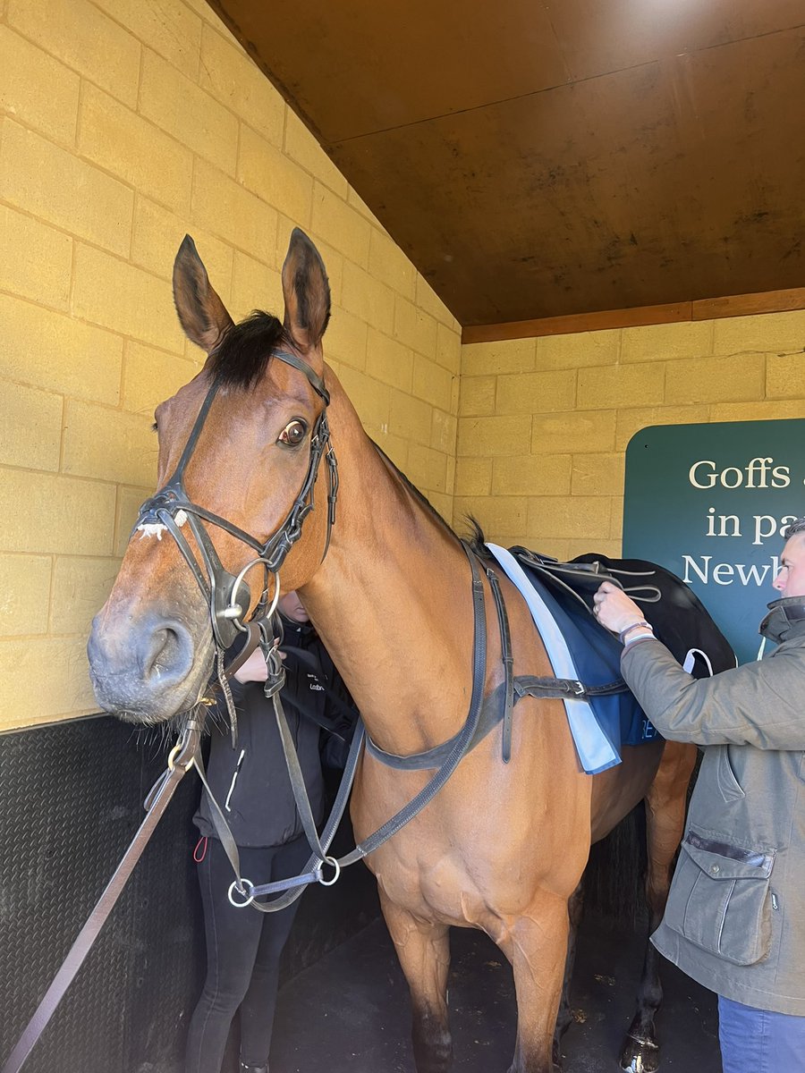 JoshJRees's tweet photo. 2 x Greatwood Gold Cups for the boy ❤️💚 @NewburyRacing @DSkeltonRacing #Heltenham https://t.co/CxRehTZfbk
