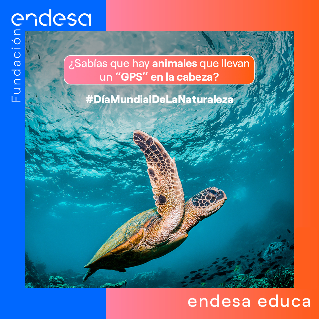 Endesa Educa tweet media
