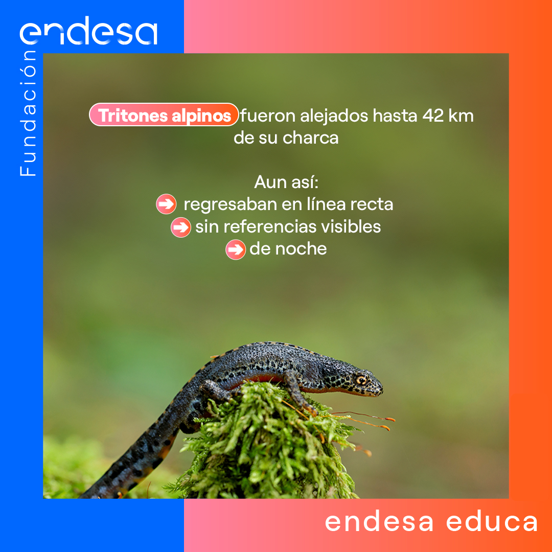 Endesa Educa tweet media