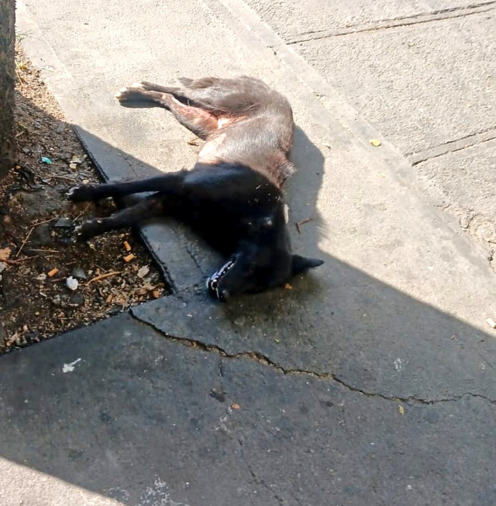 🚨AUXILIO!  Peludito con extremo dolor por arrollamiento..
Está tirado en la acera de El Torreón / El Paraíso, Caracas. 🆘Atención ! Proteccionistas de la zona, esto es URGENTE! 🚨🚨

Agredeceria difusión.

<a href="/PerroUsuario/">PerroUsuario Wof '•'</a>