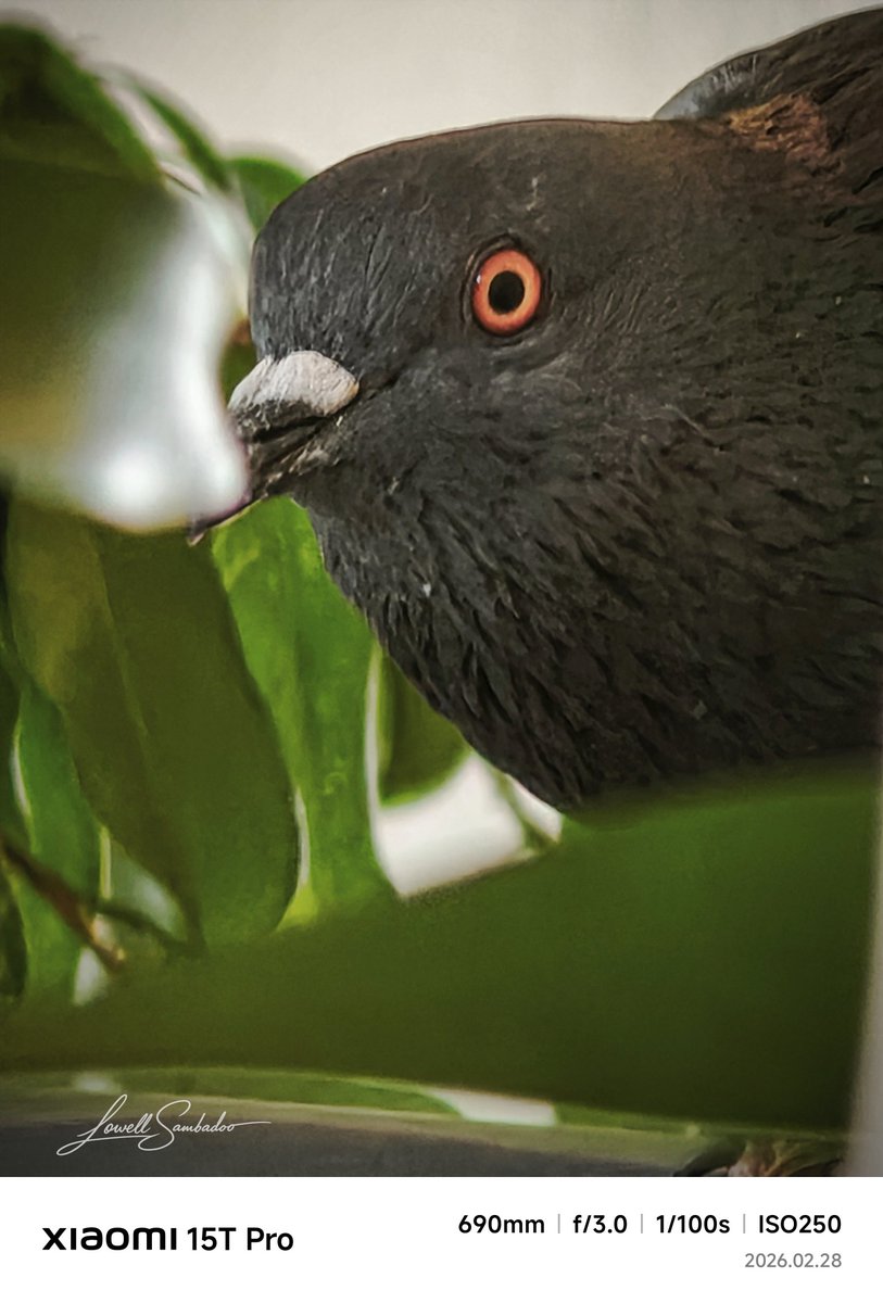 Jlowell3's tweet photo. Leica NAT.
Natural tones.
Real detail.
Proof that photography is about timing, not tools.
#UrbanWildlife
#PigeonPortrait
#NatureInTheCity
#PhotographyLife
#xiaomi15tpro https://t.co/bLJGYNFcmV