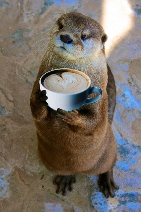 Otter tweet media