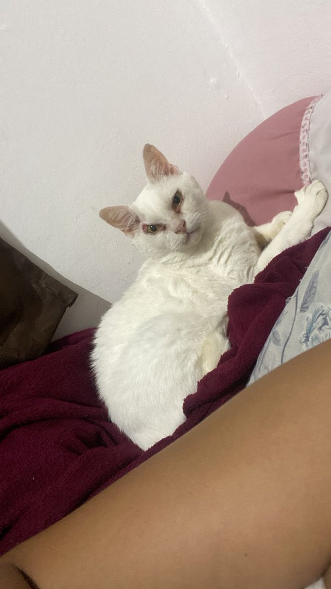 Abrigo Meimei tweet media