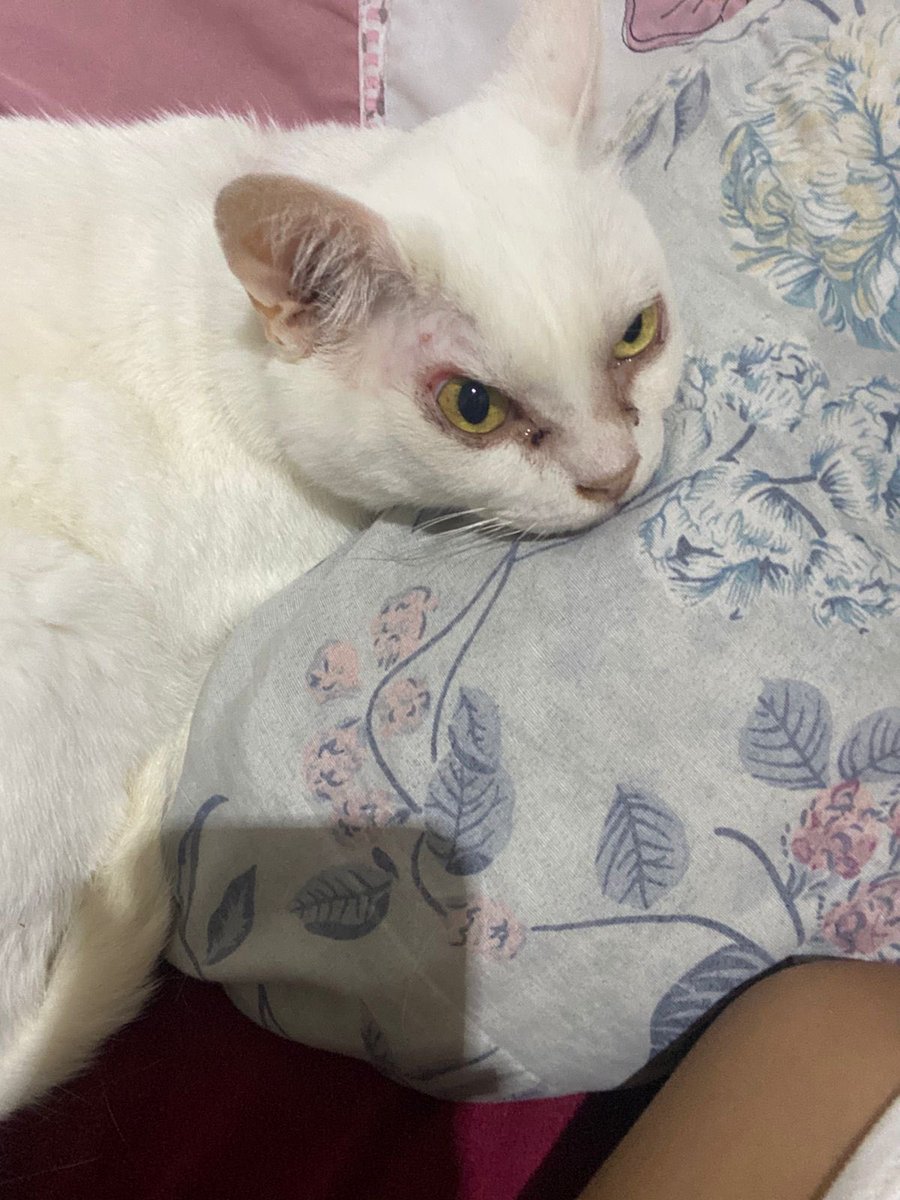 Abrigo Meimei tweet media