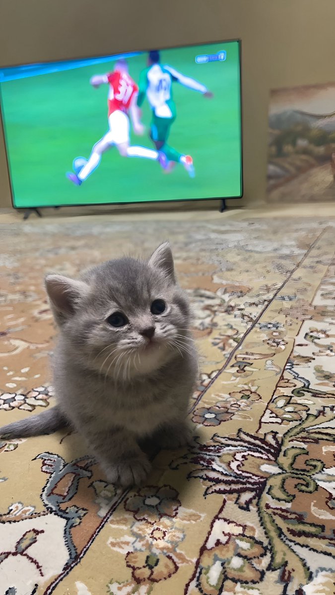 user419419 tweet media