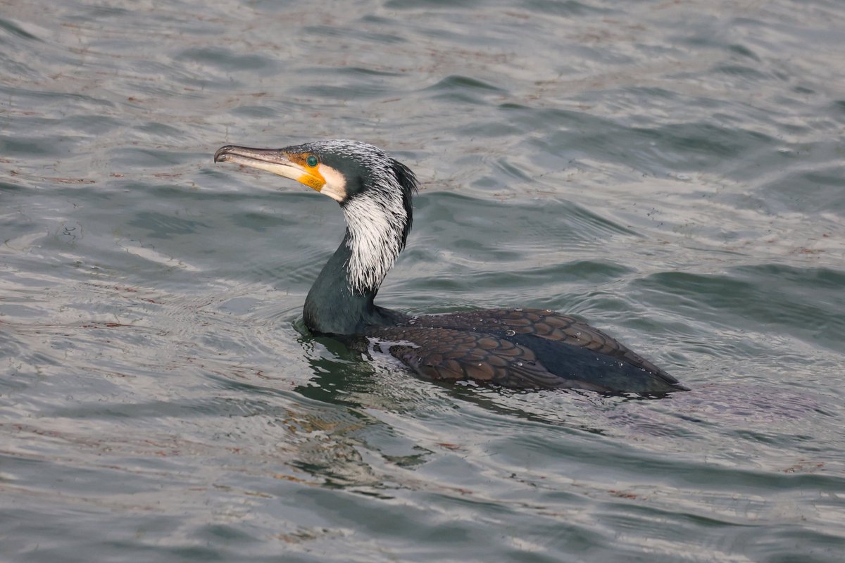 Jamie Sample tweet media