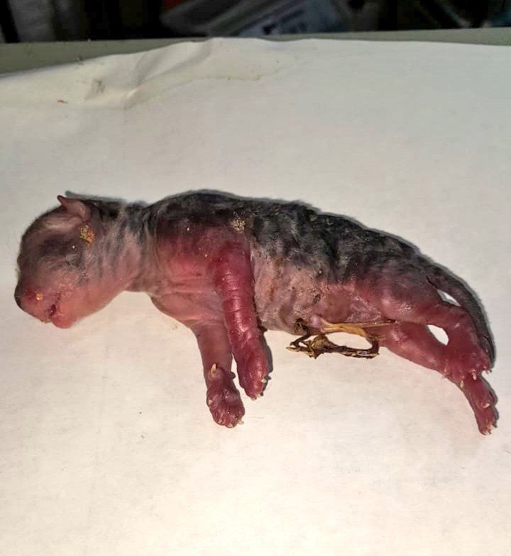 Mary_Jar's tweet photo. 🆘️🚨🆘️  URGENTE!  Se requiere gata nodriza, en #Chacao Caracas- 
 
Contacto: +58 414-3228075. 
Es una emergencia. 🥹🙏🏻

Gracias a todos por difundir. 

@PerroUsuario https://t.co/nujr54j6Rq
