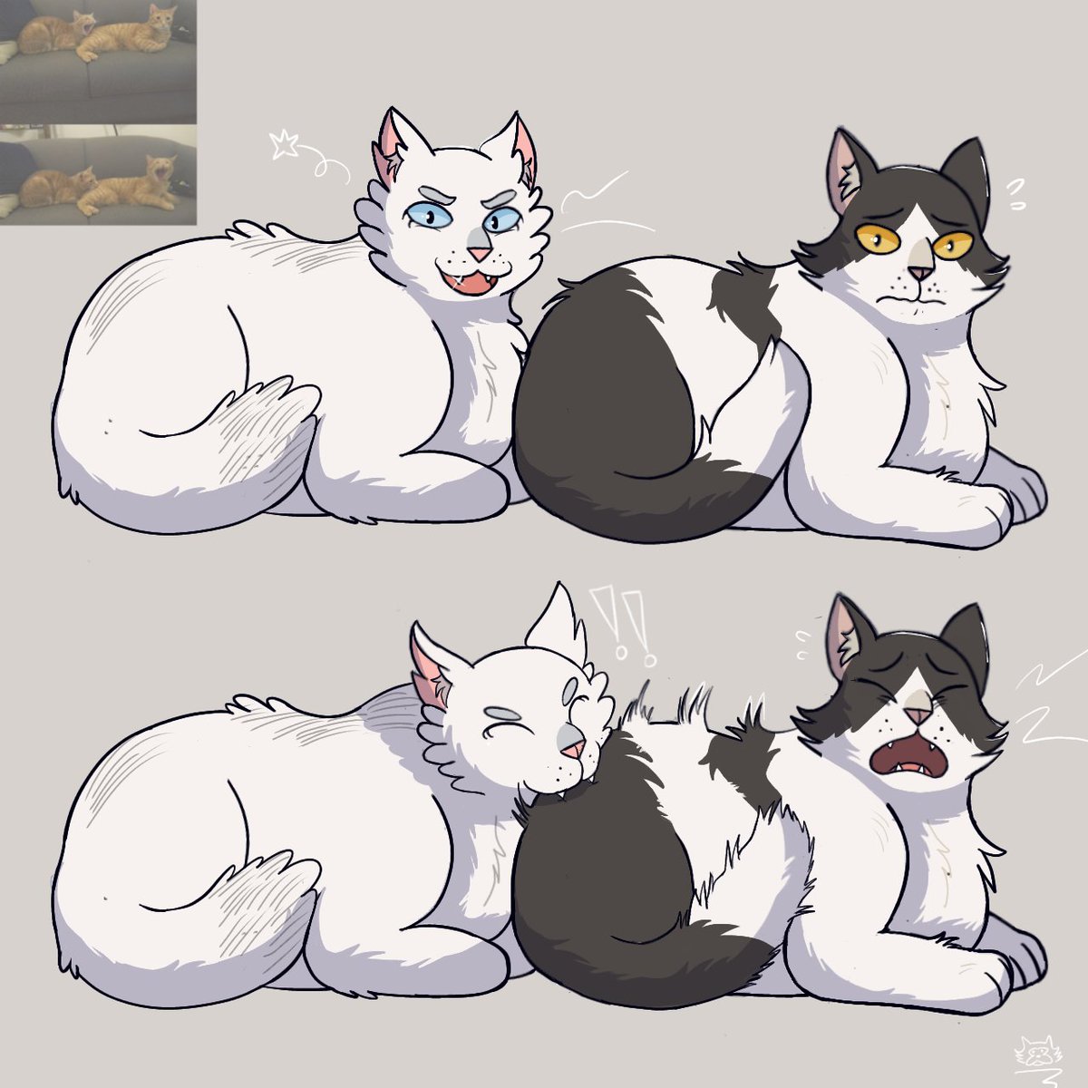 Furreyra tweet media