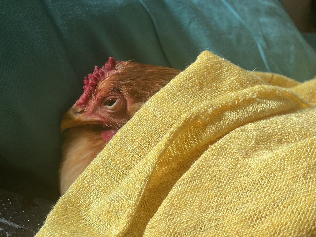 chicken boy 🐓 tweet media