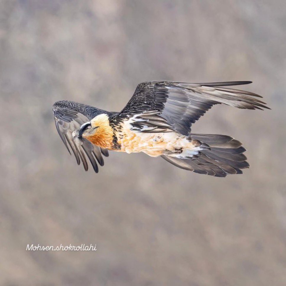 فلات ایران tweet media