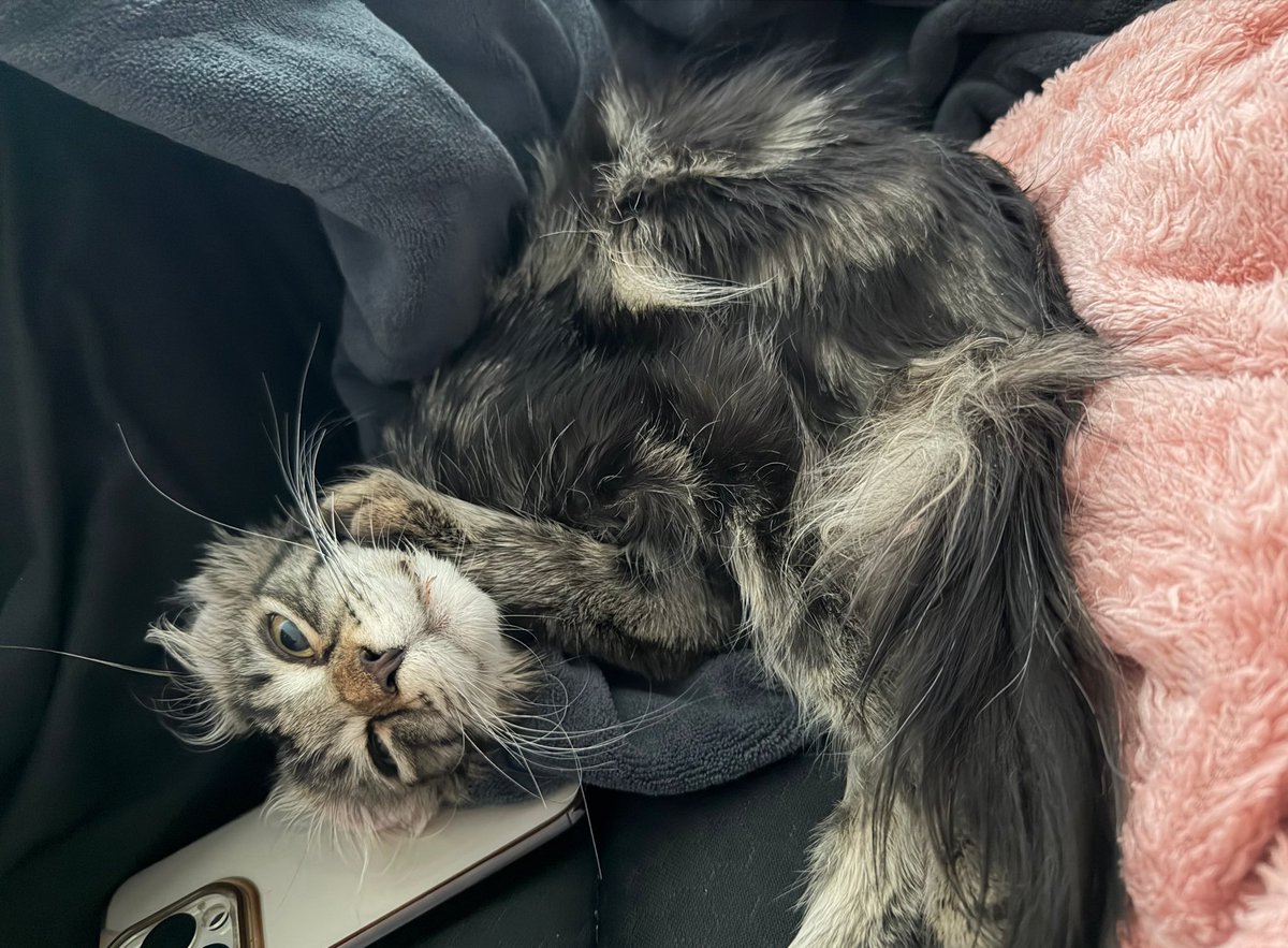 rev 😻 tweet media