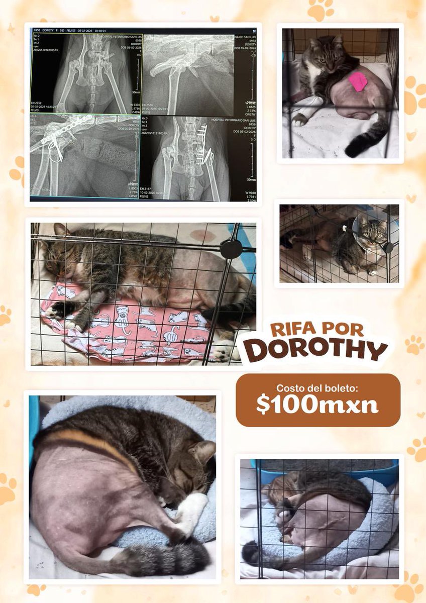 Dan / 談 tweet media