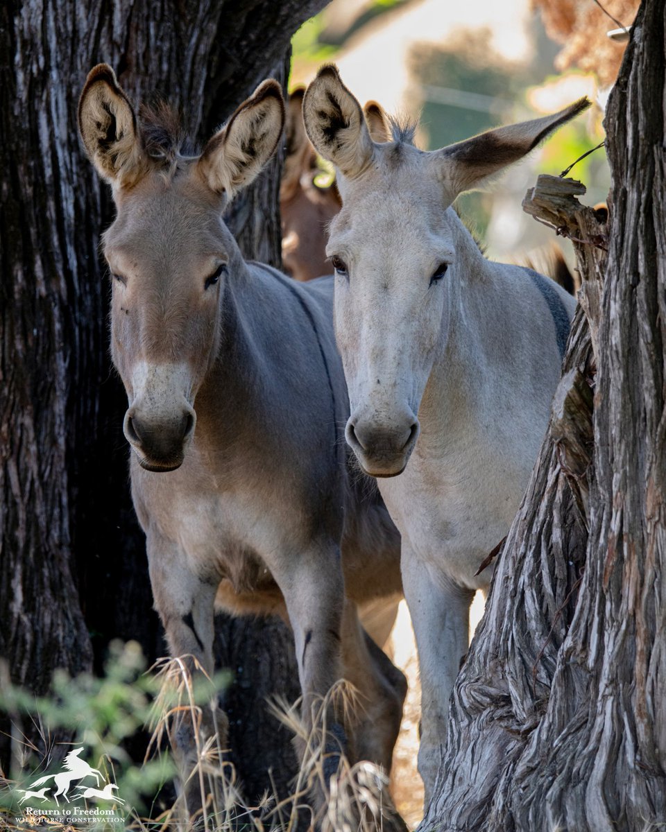 Return to Freedom tweet media