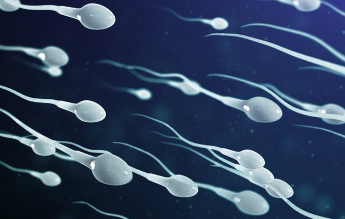 drahmetrasim's tweet photo. Spermler boşalma yoluyla dışarı atılmazsa, 64 ila 74 gün içinde vücut tarafından parçalanarak yeniden emilir!
Vücut her gün milyonlarca sperm üretmeye devam eder, yani “birikme” diye bir şey yoktur. Sürekli üretim + sürekli geri emilim döngüsü vardır. Gece boşalmaları da bu döngünün tabii bir parçasıdır.
Üretilen sperm epididimde depolanır. Boşaltılmazsa yaşlanır, ölür ve vücut tarafından makrofajlar aracılığıyla parçalanıp geri emilir (besinleri ve proteinleri yeniden kullanılır).  
▶Sperm birikirse enerji patlar, testosteron roketlenir, süper güç kazanırsın” → Yalan.  
▶Boşalmazsan vücudun zarar görür, tıkanır” → Yalan.
Sağlıklı erkeklerde ne sık boşalmak ne de hiç boşalmamak uzun vadede sorun yaratmaz (sadece üremek istiyorsan 1-3 gün ara ideal).
Not: Sizin için yazdım. Biz unumuzu eledik, eleğimizi astık. 😋😋😋