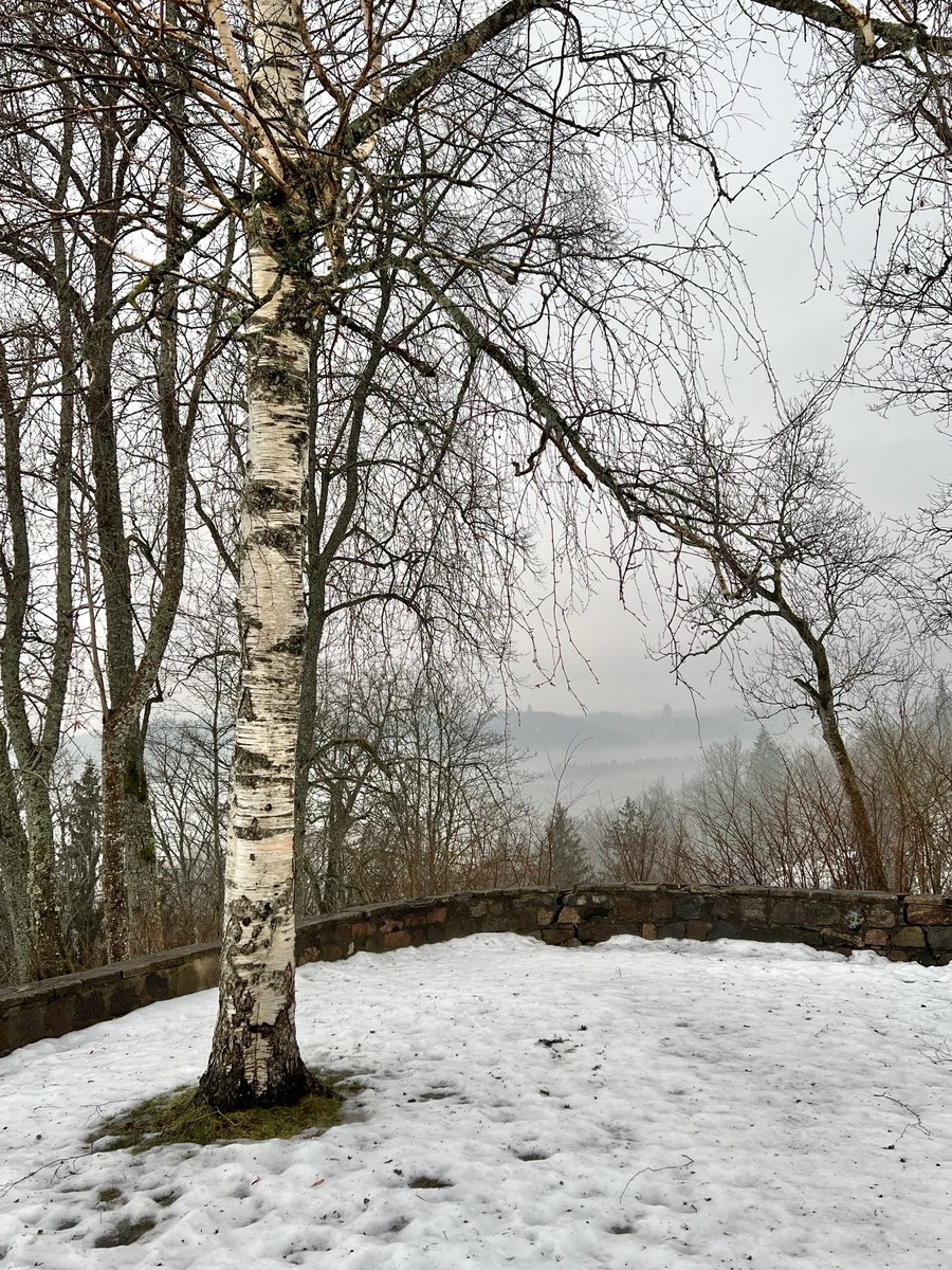 MMeistere's tweet photo. Siguldā miglaini #sniegs #migla https://t.co/H7Ro4N7aj3