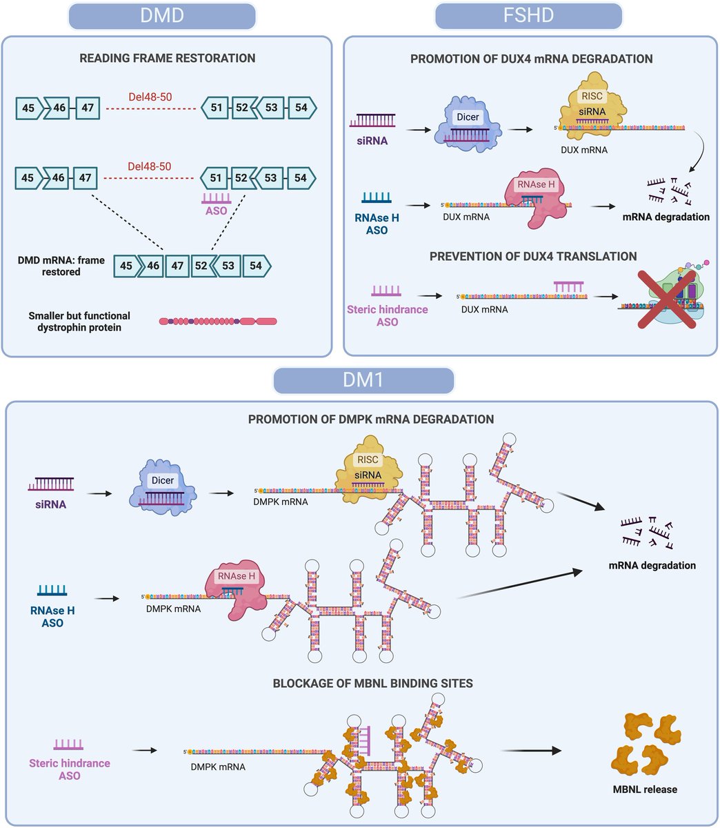 Journal of Neuromuscular Diseases tweet media