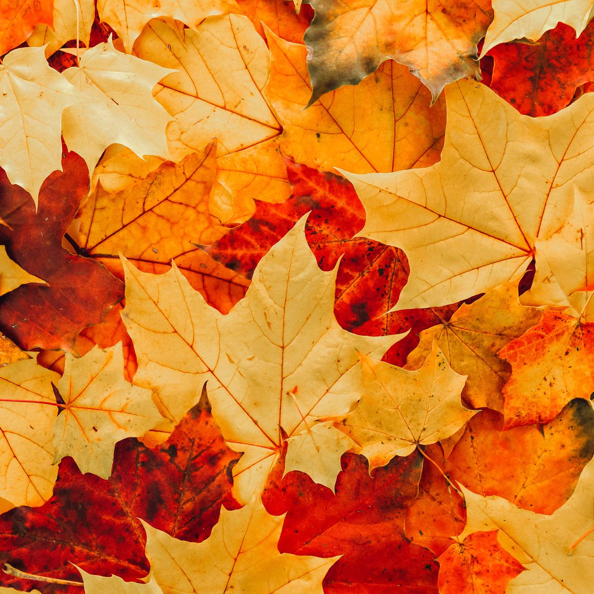 Meals on Wheels™ NSW tweet media