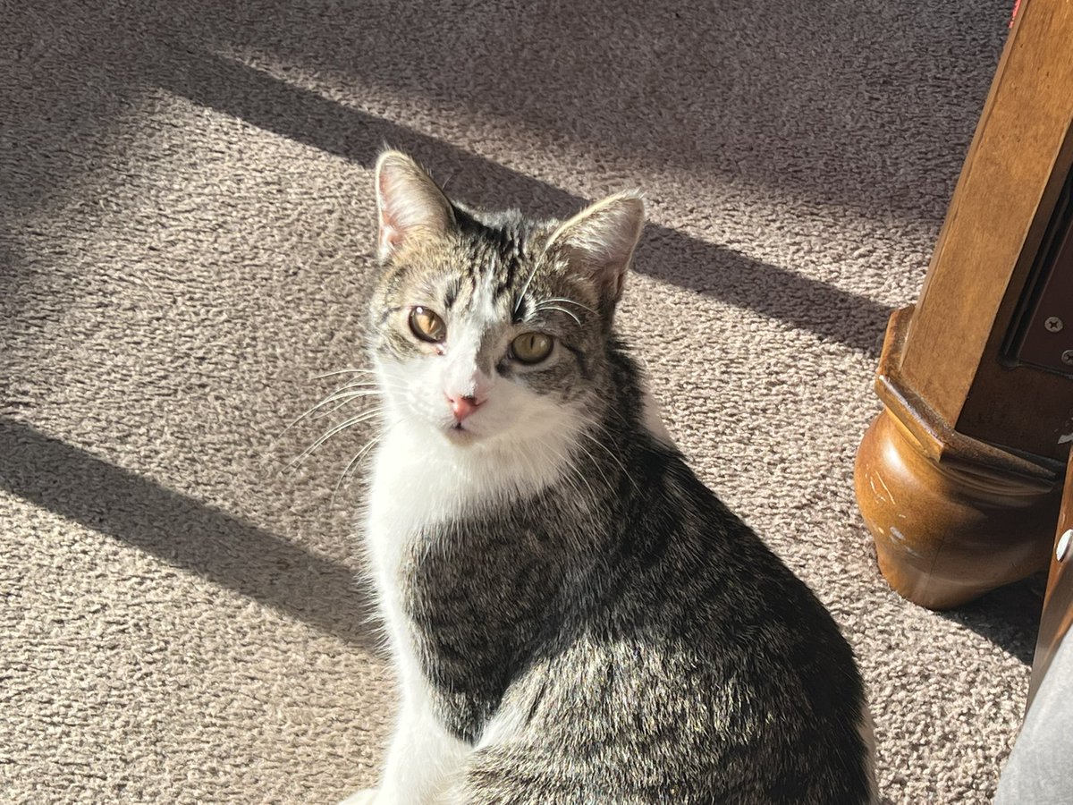 ballothecat's tweet image. Grandpa had to pick up the mice because the youngest tiny humans were crawling on the floor, trying to put them in their mouth #TinyHumans