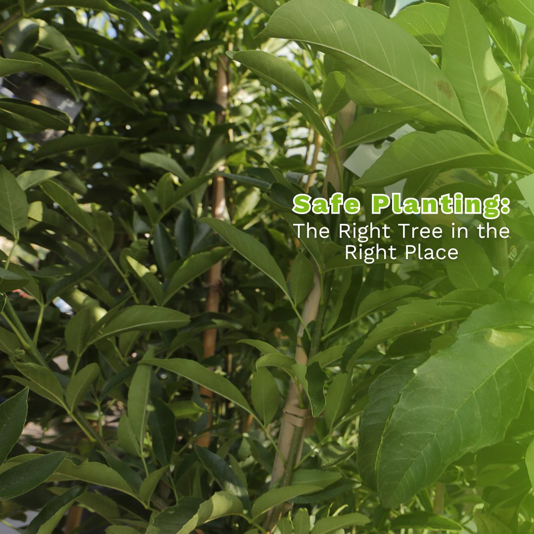 Planning a landscaping project before the weather warms up? Make sure you choose the right tree for the right space. Here's a handy guide to help you leverage shade to reduce your energy usage: docs.uesaz.com/wp-content/upl…