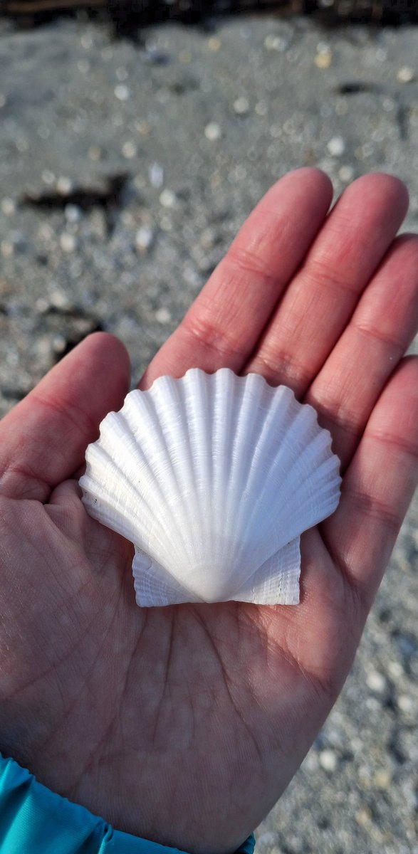 The most perfect shell 🐚 
#OuterHebrides