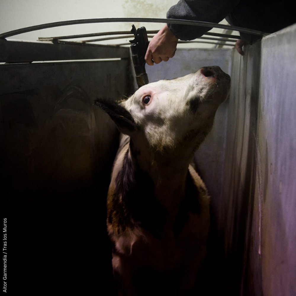 The_Vegan_Daily's tweet image. The cost of #meat is far greater than what you pay at the shop... 💔