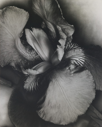 slam_drawings's tweet photo. Iris https://t.co/NTAlgpsLBV https://t.co/hYaTK6ME1m