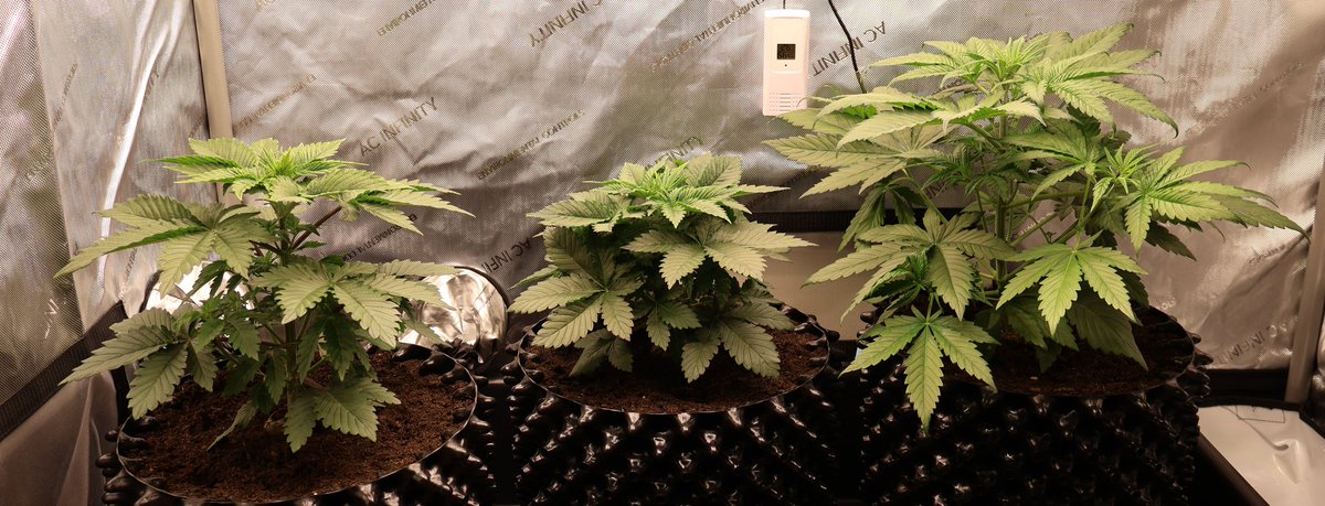 PMD486's tweet photo. Set the lamp to 40% (112W) today. On Thursday, I gave the ladies growth fertilizer, the only real large fertilizer application during the growth phase. The plan is to switch to flowering next Wednesday.
✌🏻
#PMDsGrow #LSD #DurgaMata #Wappa #ParadiseSeeds #BarneysFarm #ACinfinity https://t.co/Unbzzd78xj