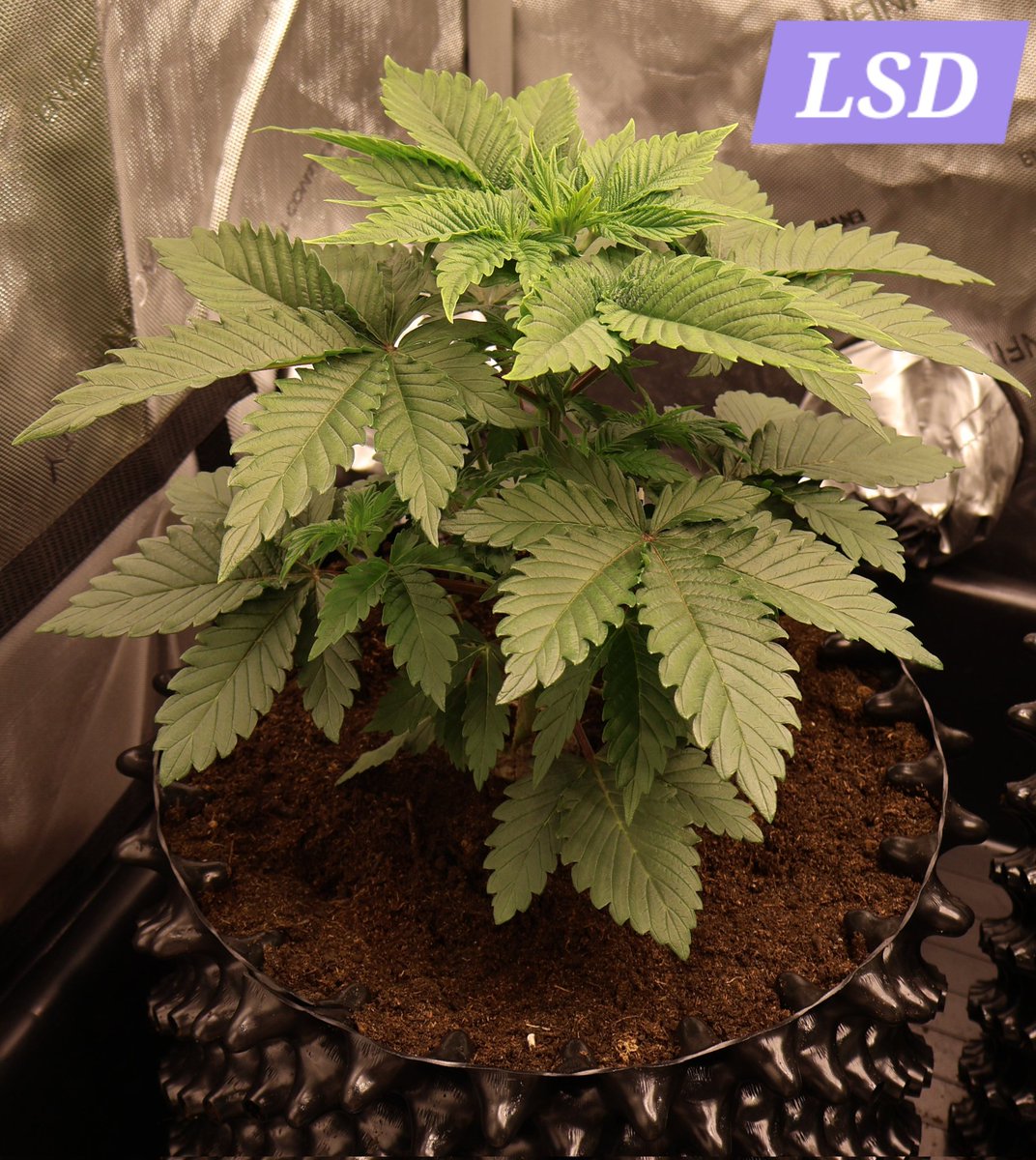 PMD486's tweet photo. Set the lamp to 40% (112W) today. On Thursday, I gave the ladies growth fertilizer, the only real large fertilizer application during the growth phase. The plan is to switch to flowering next Wednesday.
✌🏻
#PMDsGrow #LSD #DurgaMata #Wappa #ParadiseSeeds #BarneysFarm #ACinfinity https://t.co/Unbzzd78xj