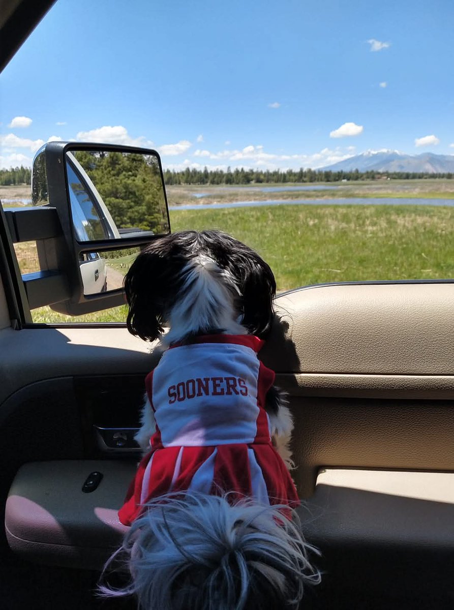 <a href="/OUontheAir/">SoonerSportsNetwork</a> <a href="/PlankShow/">Chris Plank</a> 
Watching with my dog Zia from Surprise, AZ. Got a bad head-cold so no better excuse to snuggle up and watch softball all day starting with <a href="/OU_Softball/">Oklahoma Softball</a> 🥎🤒🤧