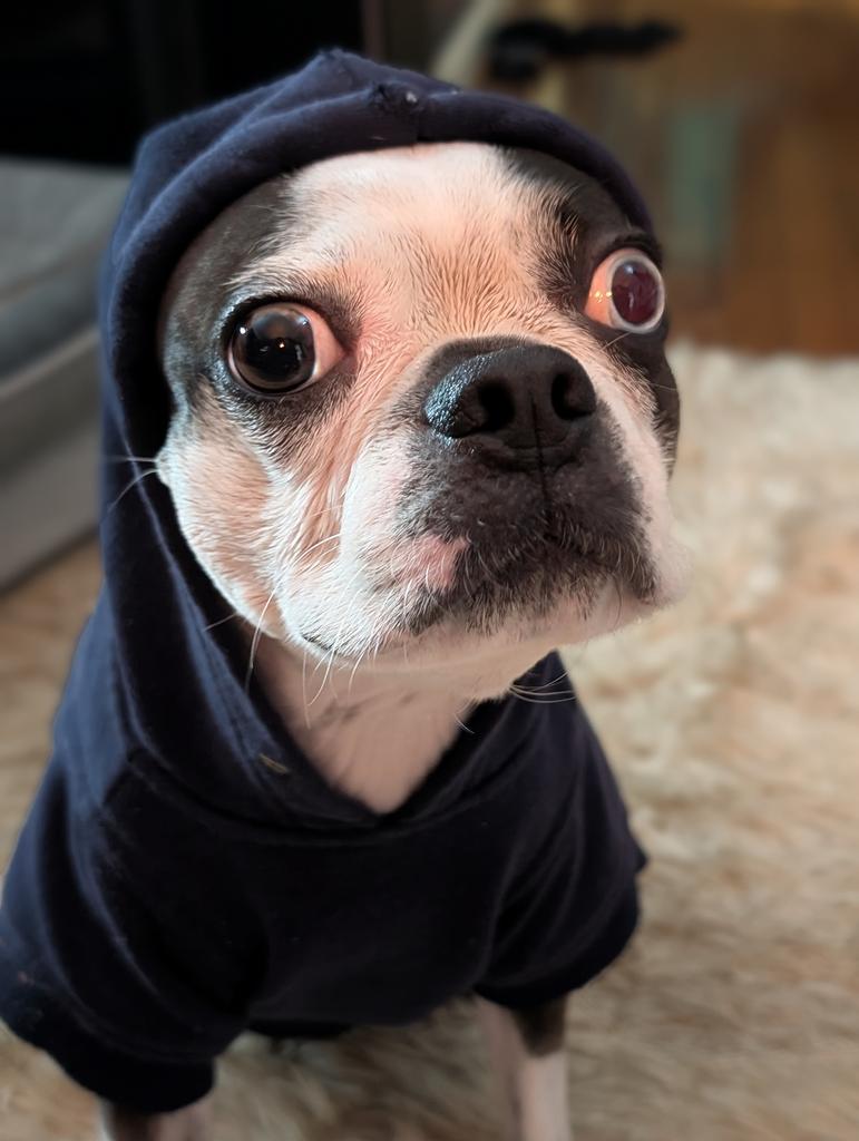 Sequisha tweet media