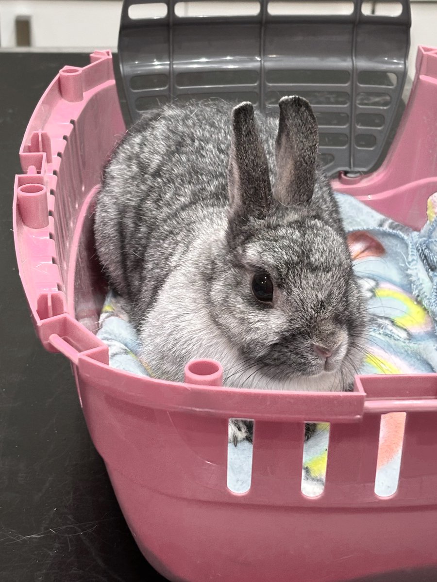 🐈⬛🌸🪽 tweet media