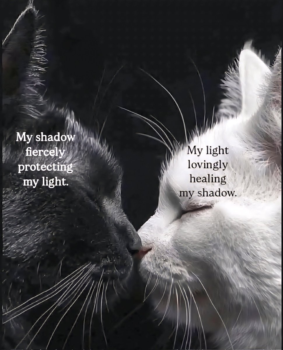 ladiekerrie's tweet photo. Caturday Spirituality ☯️ https://t.co/epkCDPCka7