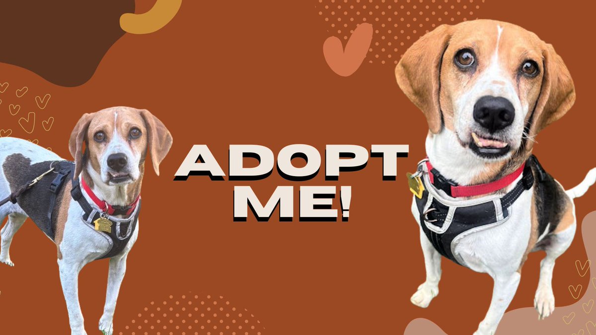 MWBeagleRescue's tweet photo. Cori is an 8yo #beagle with the cutest little underbite &amp; even sweeter personality. After losing her mom, she’s hoping to find a quiet, adult-only home where she can feel safe, settled, &amp; cherished again. https://t.co/TcJFreDOzQ #AdoptDontShop #DogsOfX #MWBalumni @beaglefacts https://t.co/Tw5DeC8U7o
