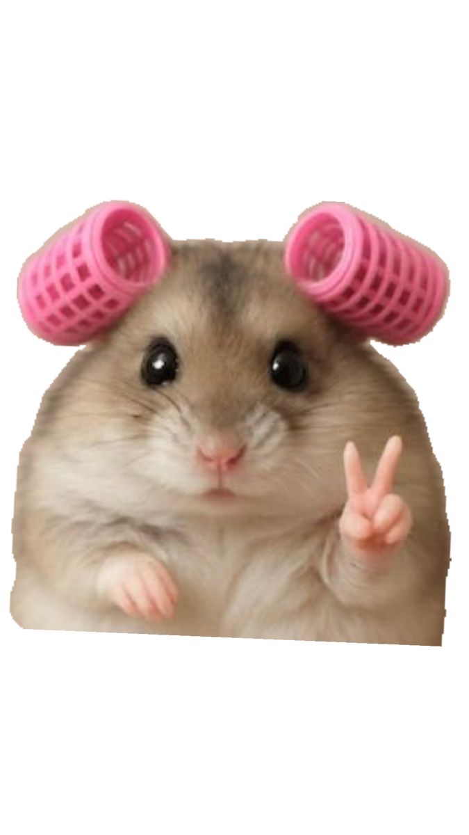 Dita • Jual Akun IG & Tiktok | Harga Pas Plis tweet media