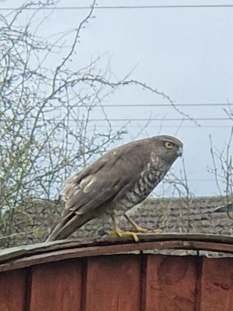 BBullrushes's tweet photo. Another day of heavy rain washed more litter out from behind the brambles and into view. Over 100 pieces of polystyrene collected, plastic bottles and 2 rotting footballs. We also spotted this stunning sparrowhawk searching for the next meal. #LoveWhereYouLive #Derby #NotABin https://t.co/sIlF3YMVXf
