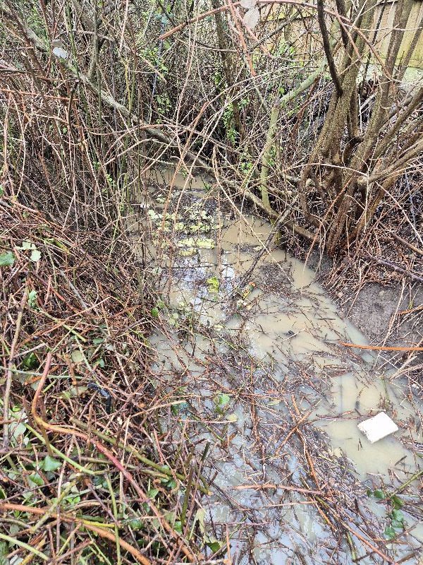 BBullrushes's tweet photo. Another day of heavy rain washed more litter out from behind the brambles and into view. Over 100 pieces of polystyrene collected, plastic bottles and 2 rotting footballs. We also spotted this stunning sparrowhawk searching for the next meal. #LoveWhereYouLive #Derby #NotABin https://t.co/sIlF3YMVXf