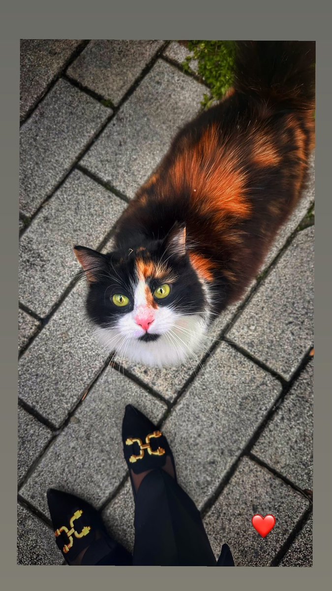 Sokakta yürürken hayatımın aşkı ayağıma geldi.
Adı: Miyav. 🐾💚