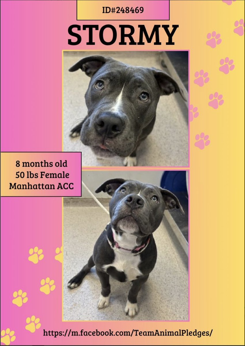 BeeDoDoobieDo's tweet image. #NewDogontheBlock
☁️STORMY 🌫️🌬️ 8⃣mo old and her world
has crumbled💔 Pretty girl, looking to find a corner to settle in, get acquainted and try her paw at new love &amp;amp; safety.
🌷She is willing, you can show her what loyalty is💛
Stormy's counting on you~nycacc.app/browse/248469