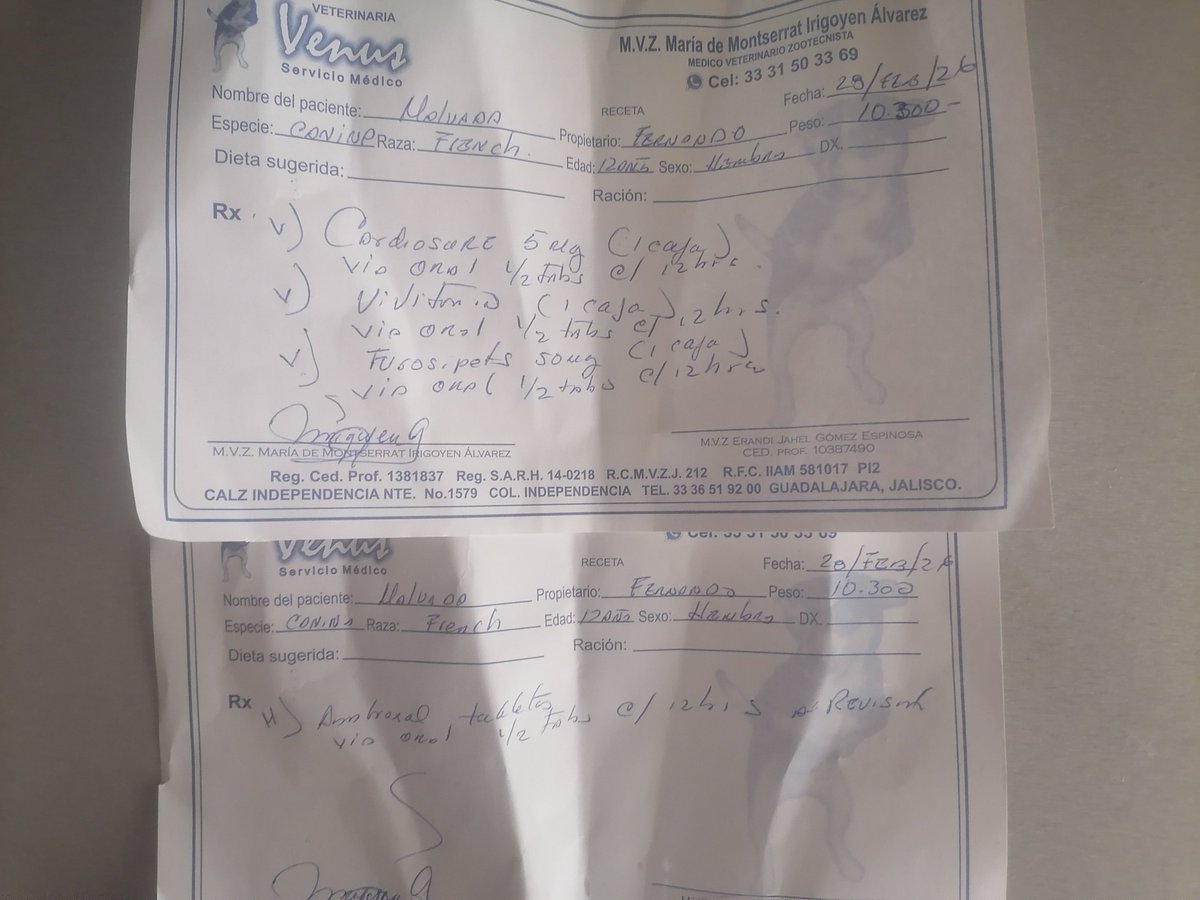 Patitas Empolvadas GDL tweet media