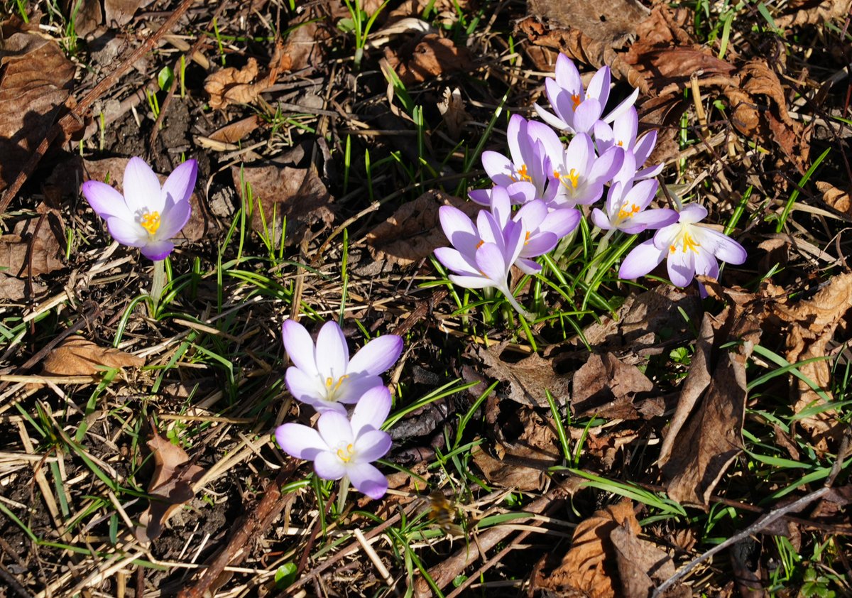 Morgen beginnt meteorologisch der Frühling. Herzlich Willkommen! 

Eigentlich ist er schon da, ist ganz schnell, leise und plötzlich gekommen. Nach der Kälte der letzten Wochen tuen Sonne, blauer Himmel und frühlingshafte Temperaturen gut. Also einen guten Start und stabiles