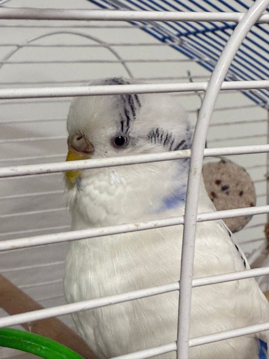 maviş yakışıklı oğluma köyden edepli kuş buldum (önceki eşini öldürmüş)