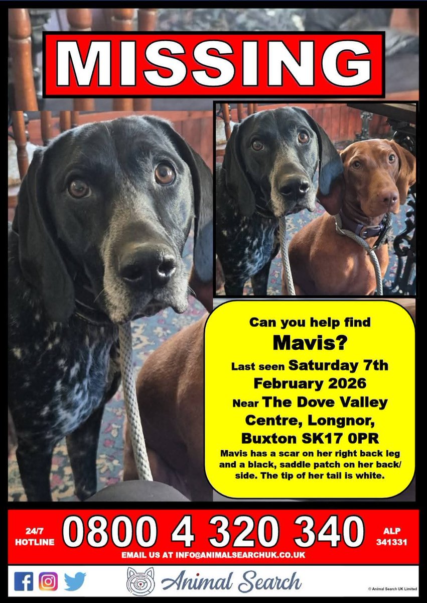 MissingPetsGB's tweet image. "3 weeks missing now. Can't cope 😭
Please keep a look out for them everywhere &amp;amp; anywhere, and/or if anyone you know suddenly has a new dog, that looks like either of them, please get in touch!"

PENNY &amp;amp; MAEVE/MAVIS #missing since 7 February 2026
#Buxton #Staffordshire #SK17