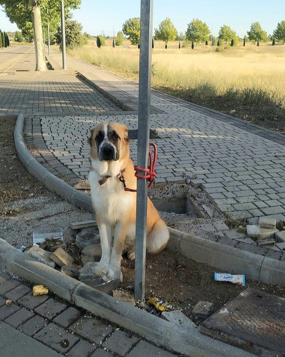 Hay quien ata a su perro a un poste y se marcha para nunca volver por él. Un acto de crueldad inaceptable.