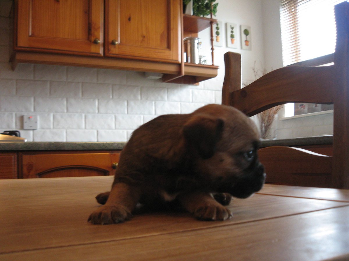 Hamish’s Lynne tweet media