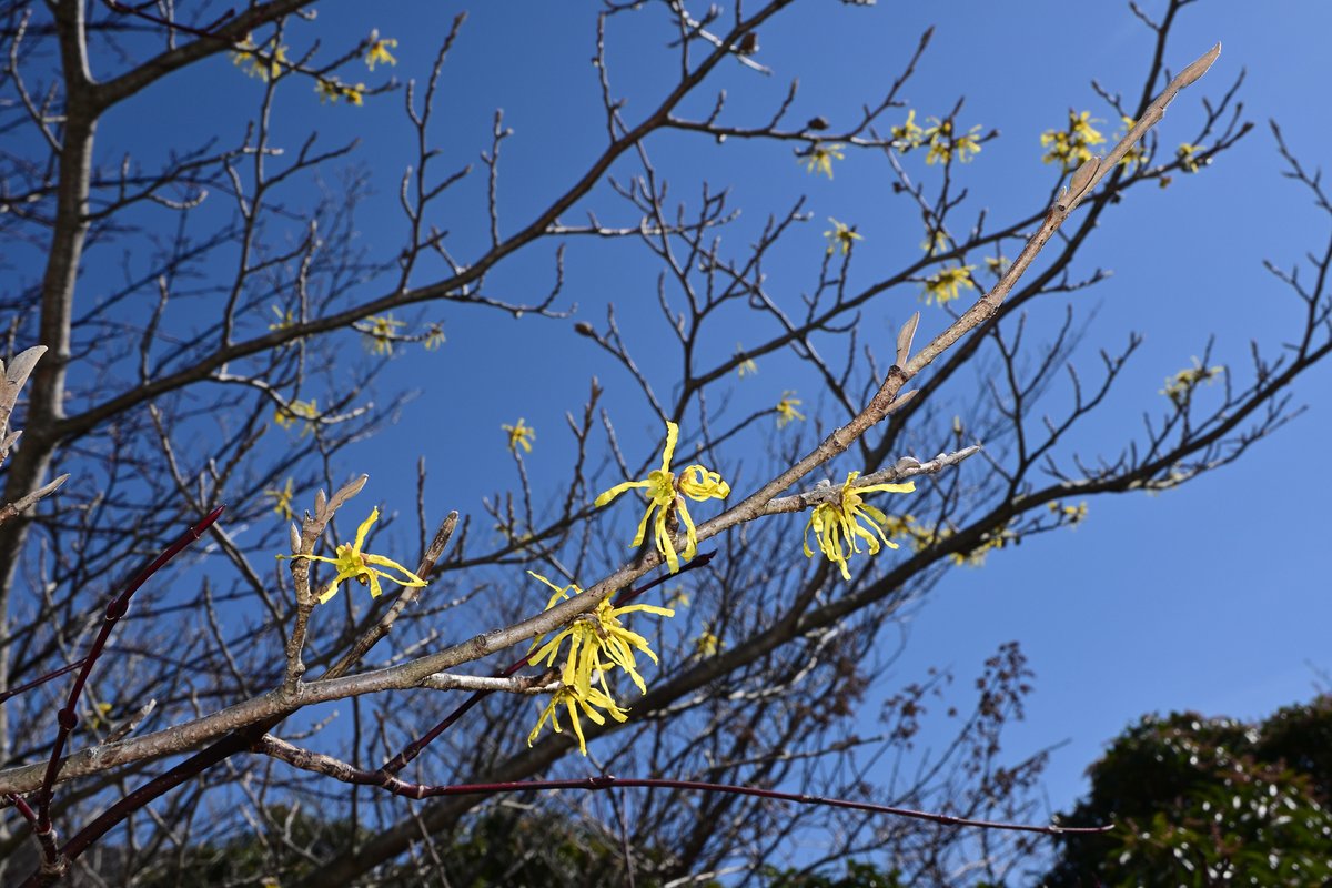 野営場のマンサクも咲き始めていました。先週はまだつぼみも固く、咲く