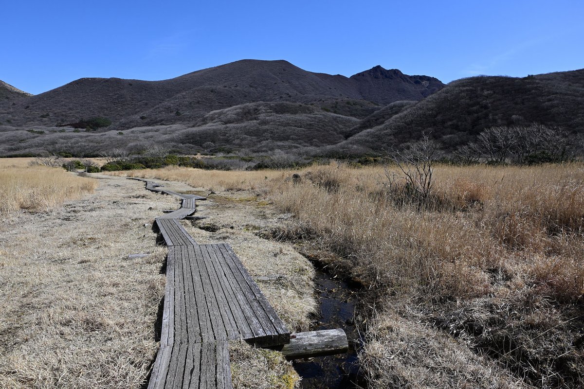 野営場のマンサクも咲き始めていました。先週はまだつぼみも固く、咲く