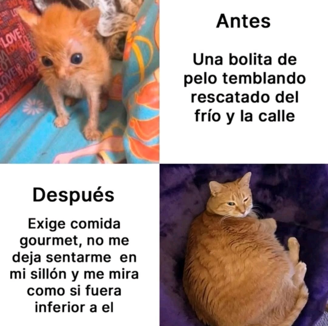 My Cats You Cats (@mycatsyoucats) on Twitter photo 